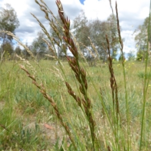 Festuca arundinacea at Molonglo Valley, ACT - 31 Oct 2017