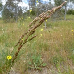 Festuca arundinacea at Molonglo Valley, ACT - 31 Oct 2017