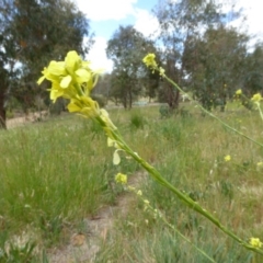 Sisymbrium officinale (Common Hedge Mustard) at Molonglo Valley, ACT - 31 Oct 2017 by AndyRussell