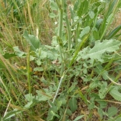 Sisymbrium officinale at Molonglo Valley, ACT - 31 Oct 2017