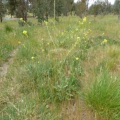 Sisymbrium officinale at Molonglo Valley, ACT - 31 Oct 2017