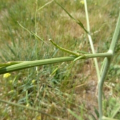 Sisymbrium officinale at Molonglo Valley, ACT - 31 Oct 2017