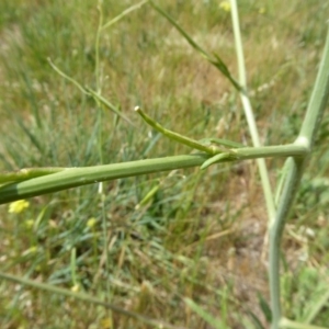 Sisymbrium officinale at Molonglo Valley, ACT - 31 Oct 2017