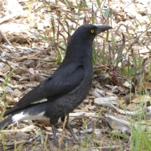 Strepera graculina at Molonglo Valley, ACT - 31 Oct 2017