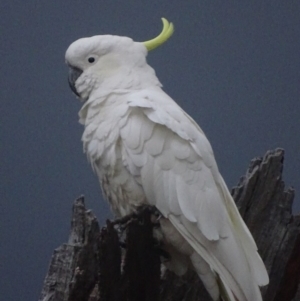 Cacatua galerita at Garran, ACT - 27 Nov 2017