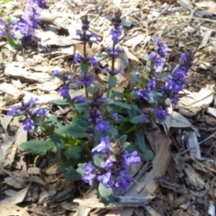 Ajuga australis (Austral Bugle) at Molonglo Valley, ACT - 23 Nov 2017 by AndyRussell