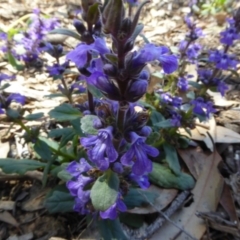 Ajuga australis at Molonglo Valley, ACT - 24 Nov 2017