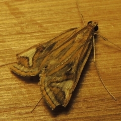 Strepsinoma foveata (Pyralid moth, Snout moth) at Greenway, ACT - 30 Oct 2017 by michaelb