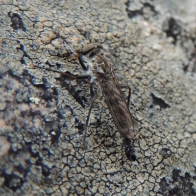 Cerdistus sp. (genus) (Slender Robber Fly) at Rob Roy Range - 4 Nov 2017 by MichaelBedingfield