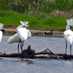 Platalea regia (Royal Spoonbill) at Fyshwick, ACT - 23 Nov 2017 by RodDeb