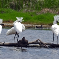 Platalea regia (Royal Spoonbill) at Fyshwick, ACT - 23 Nov 2017 by RodDeb