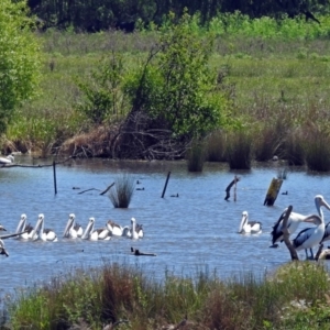 Pelecanus conspicillatus at Kingston, ACT - 9 Nov 2017