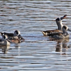 Malacorhynchus membranaceus (Pink-eared Duck) at Fyshwick, ACT - 13 Jul 2017 by RodDeb