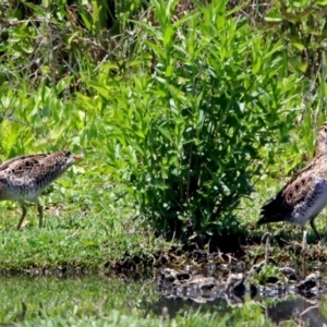 Gallinago hardwickii at Fyshwick, ACT - 10 Nov 2017 12:01 PM