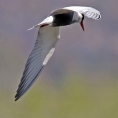 Chlidonias hybrida (Whiskered Tern) at Fyshwick, ACT - 29 Sep 2017 by RodDeb