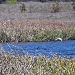 Chlidonias hybrida at Fyshwick, ACT - 29 Sep 2017