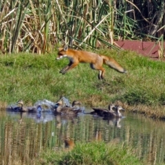 Vulpes vulpes (Red Fox) at Fyshwick, ACT - 16 Apr 2017 by RodDeb