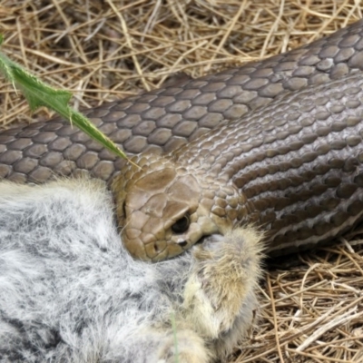 Pseudonaja textilis (Eastern Brown Snake) at Fyshwick, ACT - 2 Mar 2017 by RodDeb