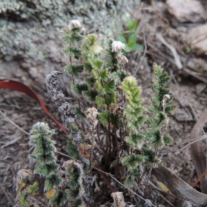 Cheilanthes distans at Conder, ACT - 4 Nov 2017 06:44 PM