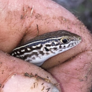 Ctenotus robustus at Jerrabomberra, NSW - 28 Nov 2017