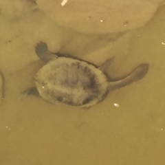 Chelodina longicollis (Eastern Long-necked Turtle) at Jerrabomberra, NSW - 21 Nov 2017 by Wandiyali