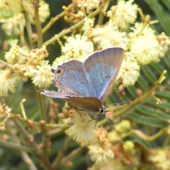 Jalmenus icilius (Amethyst Hairstreak) at Kambah, ACT - 28 Nov 2017 by MatthewFrawley