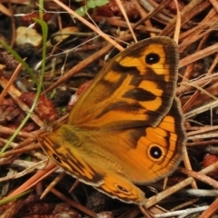 Heteronympha merope (Common Brown Butterfly) at Molonglo Valley, ACT - 27 Nov 2017 by JohnBundock