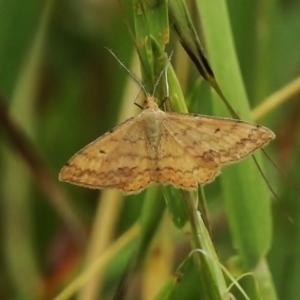 Scopula rubraria at Weston Creek, ACT - 28 Nov 2017