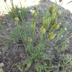 Hypochaeris radicata at Mount Ainslie - 28 Nov 2017