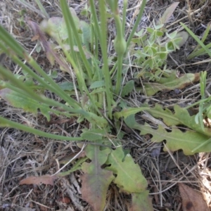 Hypochaeris radicata at Mount Ainslie - 28 Nov 2017