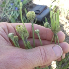 Hypochaeris radicata at Mount Ainslie - 28 Nov 2017