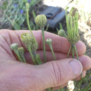 Hypochaeris radicata at Mount Ainslie - 28 Nov 2017