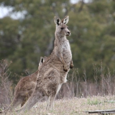 Macropus giganteus (Eastern Grey Kangaroo) at Googong Foreshore - 11 Nov 2017 by AlisonMilton