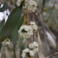 Eucalyptus stellulata (Black Sally) at Burra, NSW - 12 Nov 2017 by AlisonMilton