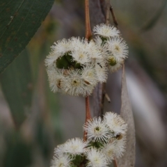 Eucalyptus stellulata at Burra, NSW - 12 Nov 2017 07:57 AM