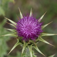 Silybum marianum (Variegated Thistle) at Googong Foreshore - 11 Nov 2017 by AlisonMilton