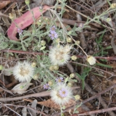 Vittadinia cuneata var. cuneata (Fuzzy New Holland Daisy) at Burra, NSW - 12 Nov 2017 by AlisonMilton