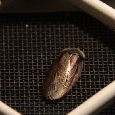 Laxta granicollis (Common bark or trilobite cockroach) at Higgins, ACT - 15 Nov 2017 by AlisonMilton