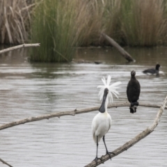 Platalea regia (Royal Spoonbill) at Kingston, ACT - 16 Nov 2017 by AlisonMilton