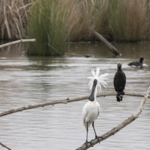 Platalea regia at Kingston, ACT - 16 Nov 2017 09:11 AM