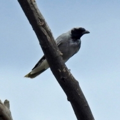 Coracina novaehollandiae (Black-faced Cuckooshrike) at Fyshwick, ACT - 25 Oct 2017 by RodDeb