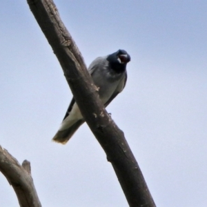 Coracina novaehollandiae at Fyshwick, ACT - 25 Oct 2017