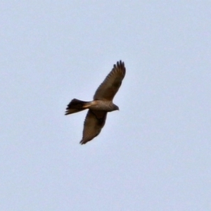 Accipiter fasciatus at Fyshwick, ACT - 12 Sep 2017