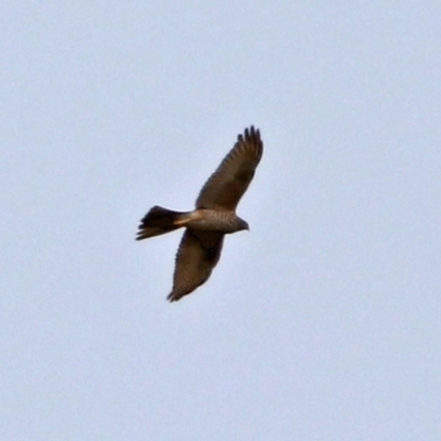 Accipiter fasciatus (Brown Goshawk) at Fyshwick, ACT - 12 Sep 2017 by RodDeb