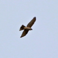 Accipiter fasciatus at Fyshwick, ACT - 12 Sep 2017