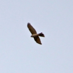 Accipiter fasciatus at Fyshwick, ACT - 12 Sep 2017