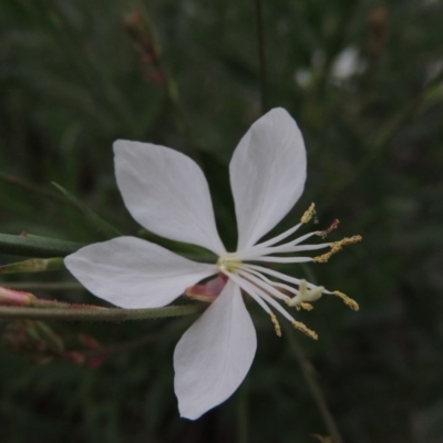 Oenothera lindheimeri (Clockweed) at Gordon, ACT - 26 Nov 2017 by michaelb