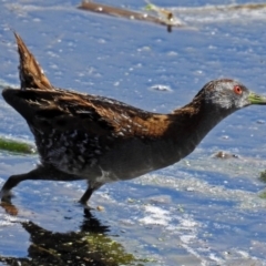 Zapornia pusilla at Fyshwick, ACT - 4 Oct 2017