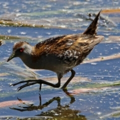 Zapornia pusilla at Fyshwick, ACT - 4 Oct 2017