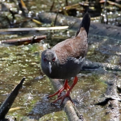 Zapornia tabuensis (Spotless Crake) at Fyshwick, ACT - 4 Oct 2017 by RodDeb